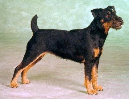 JAGD TERRIER